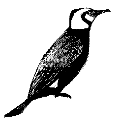 Cormorant in splendid breeding plumage