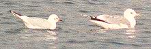  Black Headed Gull and Common Gull - Jan 2000