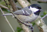 Coal Tit