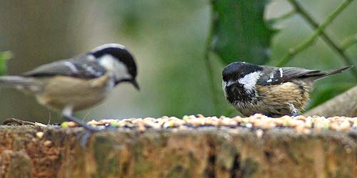 Coal Tit pair