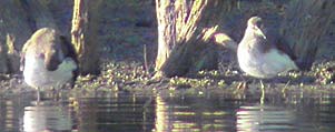 Green Sandpipers