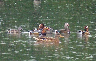 Mandarin Ducks