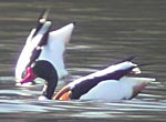 Shelduck