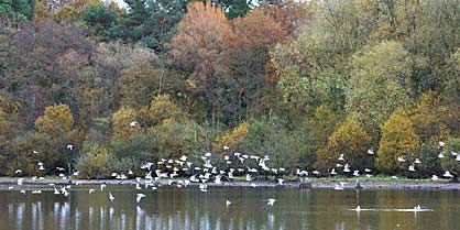 Autumn colours and Gulls