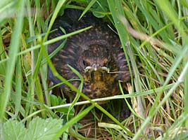 Juvenile Blackbird