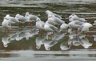 Black Headed Gulls