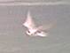 Black Tern 18th Aug 2001