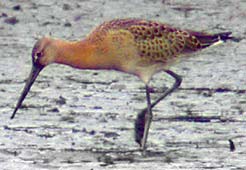 Black Tailed Godwit