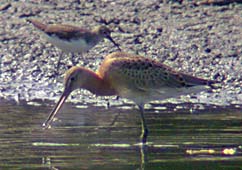 Black Tailed Godwit and Green Sandpiper