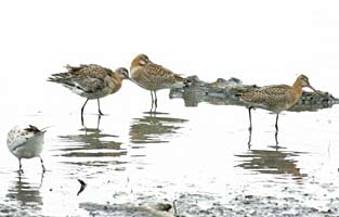 Black Tailed Godwits by Lewis Bates