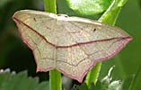 Blood-vein Moth