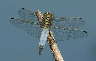 Broad Bodied Chaser