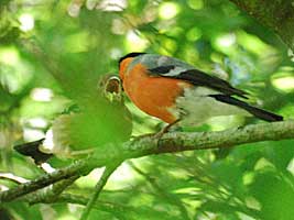 Bullfinch feeding young