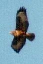  Buzzard over Buttercup Meadow - Feb 2000
