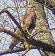 buzzard