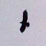 Buzzard