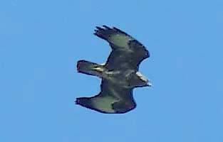 Buzzard displaying