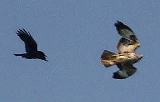 Buzzard chased by Crow