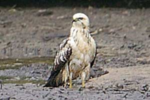 Very Pale Buzzard