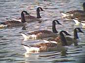 Canada Goose flock 24th June 2001