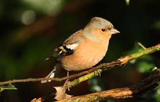 Chaffinch