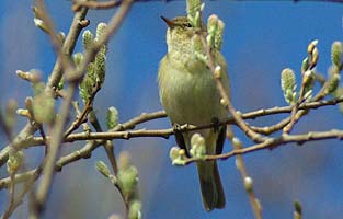 Chiffchaff in April