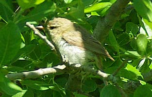 chiffchaff