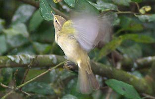 One of a party of Chiffchaffs moving through the willows