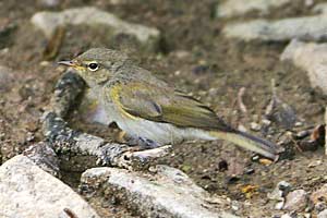 Juvenile Chiffchaff