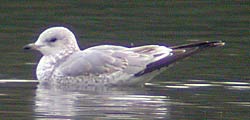 Common Gull