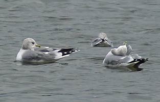 Common Gulls