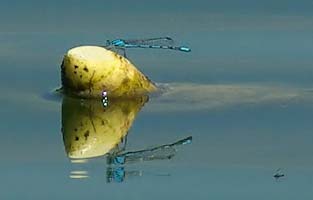 Common Blue Damselfly