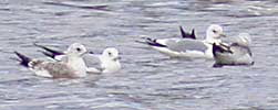 Common Gulls