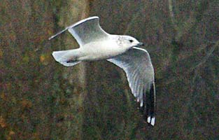 Common Gull