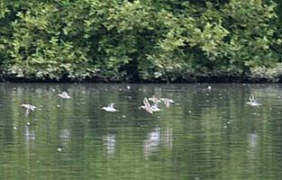 Common Sandpipers in flight