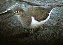 Common Sandpiper