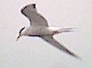 Common Tern Aug 11th 2002