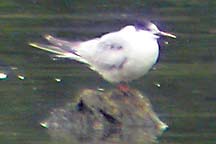 Common Tern