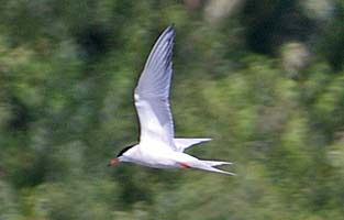 Common Tern