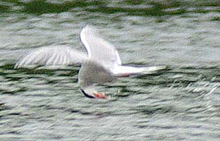 Common Tern