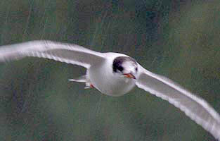 Juvenile Common Tern