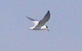 Common Tern