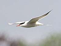 Common Tern