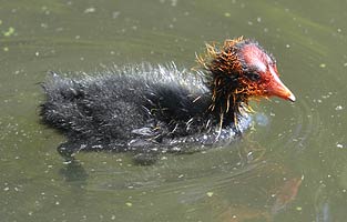 Coot Chick
