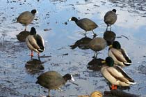 Some of the Coots at the duck feeding station