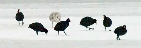 coots on ice