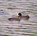 Coot with young