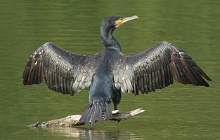 Cormorant in brief sunshine at lunchtime