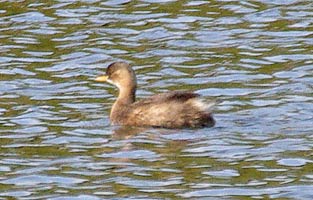 Little Grebe