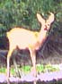 Young Roe Deer